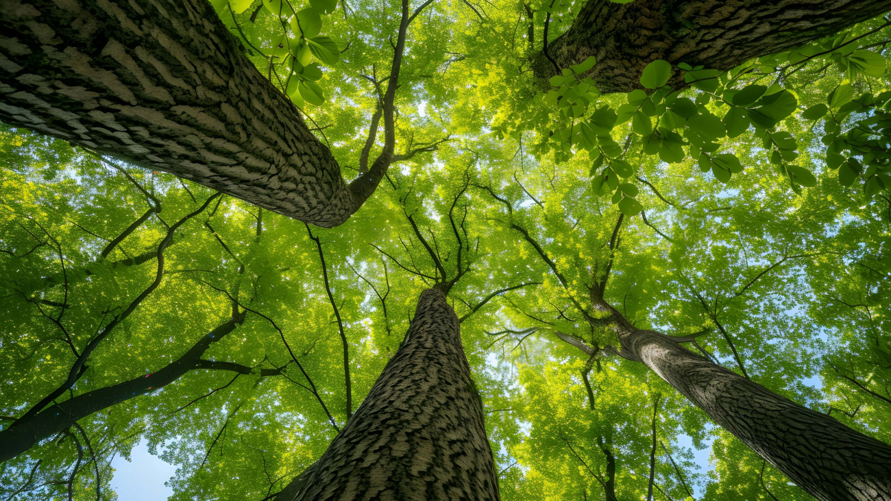 low-angle-perspective-tree-with-beautiful-canopy-min